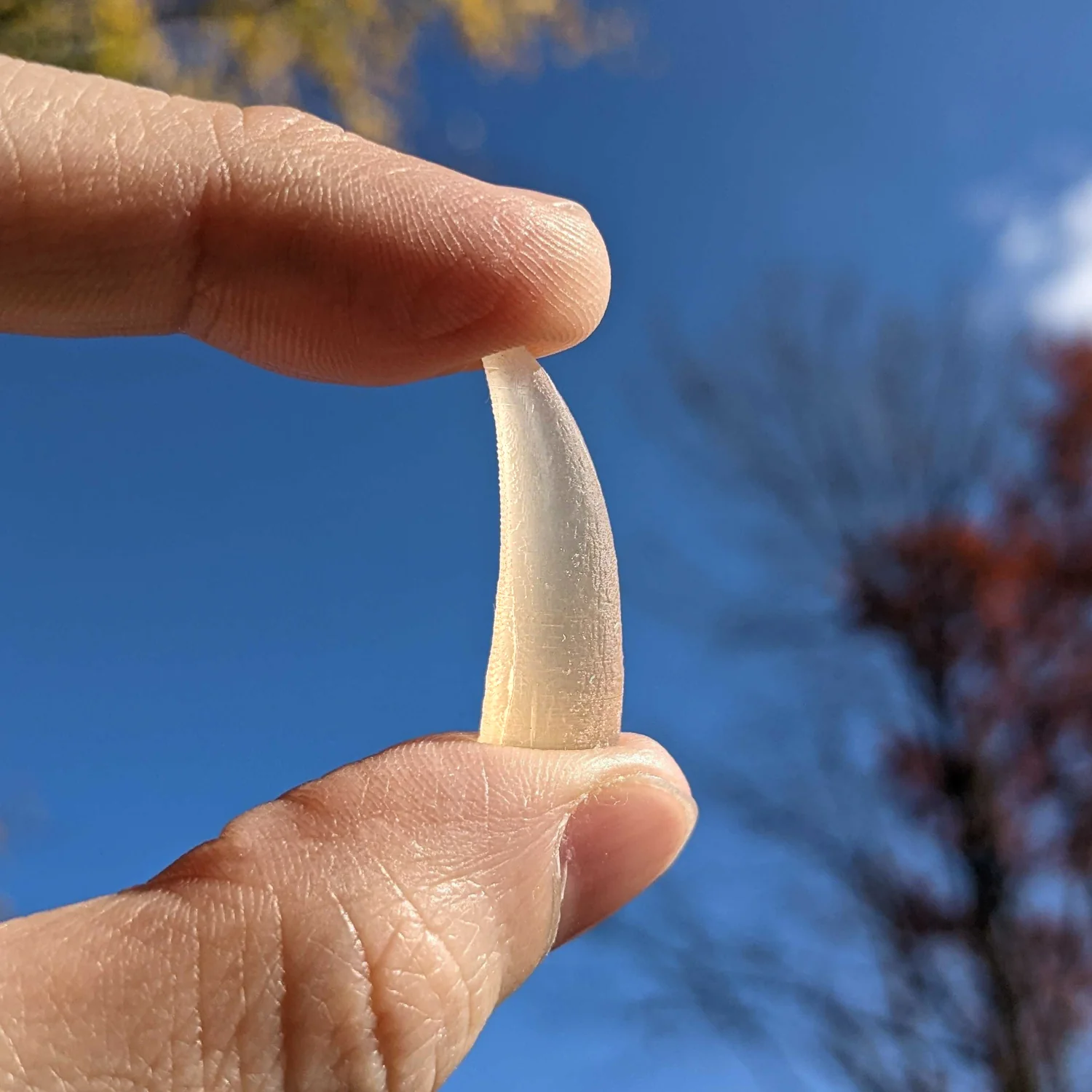Tyrant King Pocket Fossil: 3D Printed Tyrannosaurus Rex Tooth Made with Real Fossil Material - Image 2