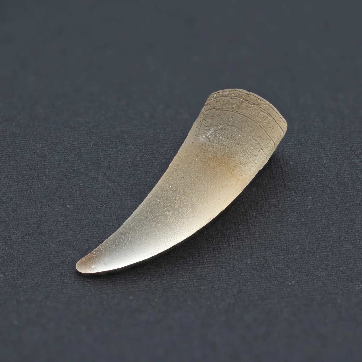 Tyrant King Pocket Fossil: 3D Printed Tyrannosaurus Rex Tooth Made with Real Fossil Material - Image 4