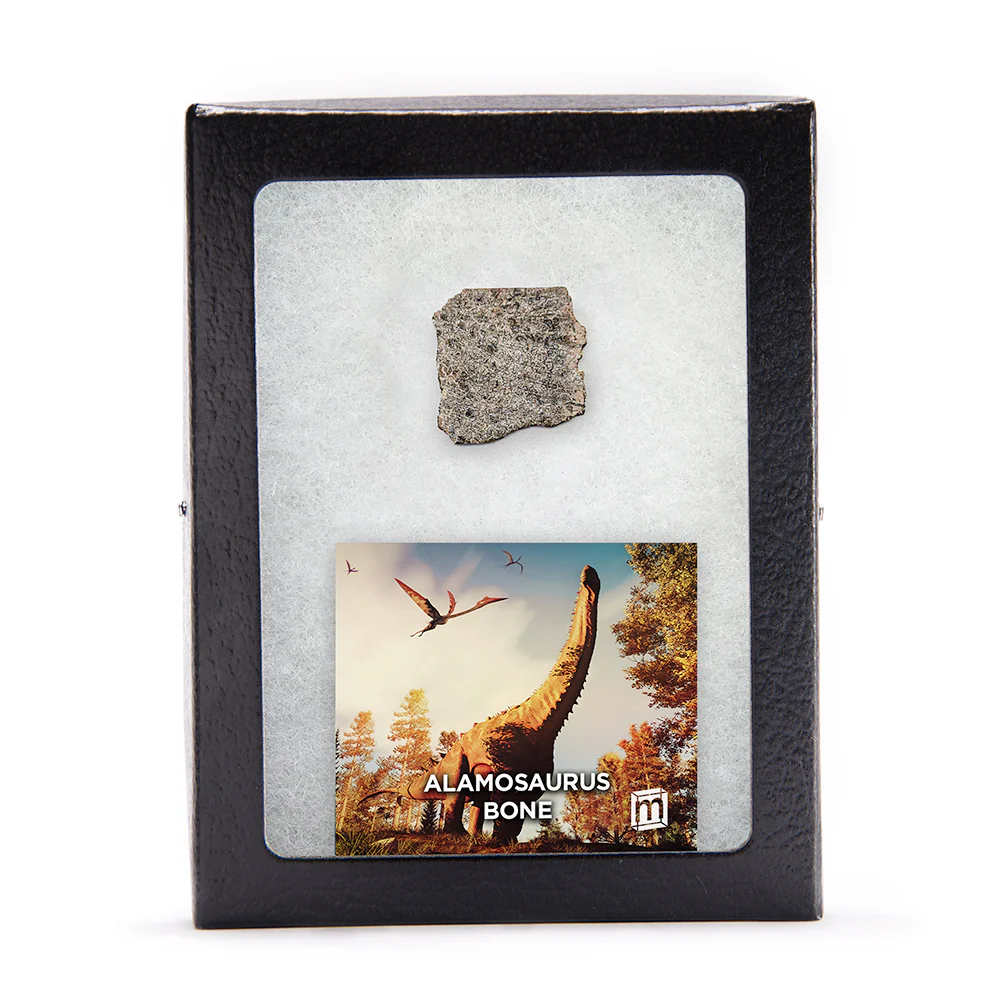 Alamosaurus Bone - Classic Riker Display Case Fragment - Image 3