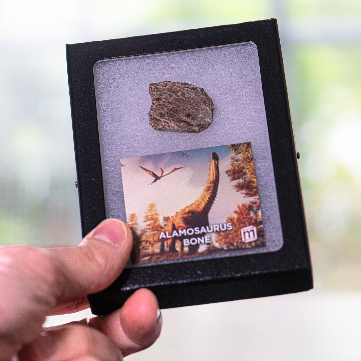 Alamosaurus Bone - Classic Riker Display Case Fragment - Image 4