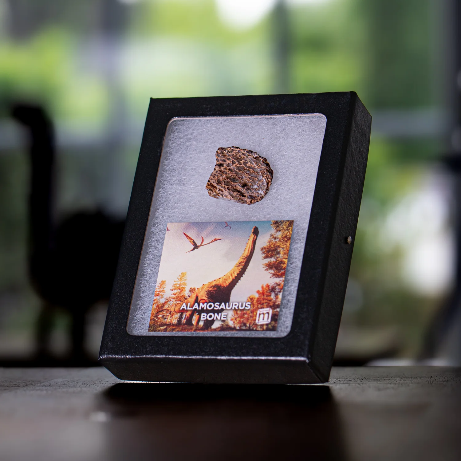 Alamosaurus Bone - Classic Riker Display Case Fragment - Image 6