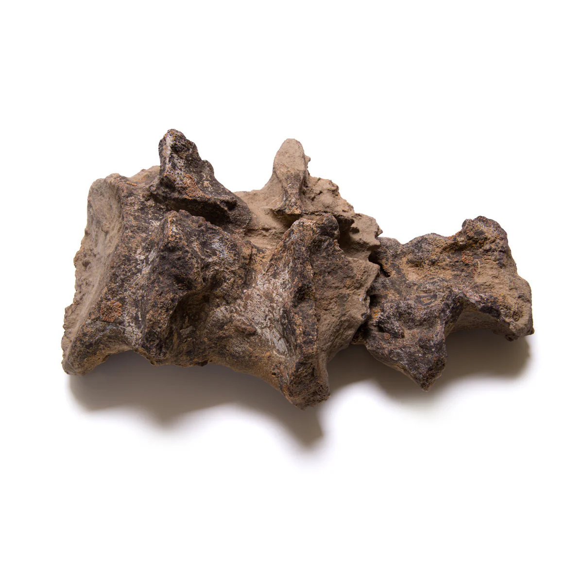Allosaurus Vertebra - Image 3