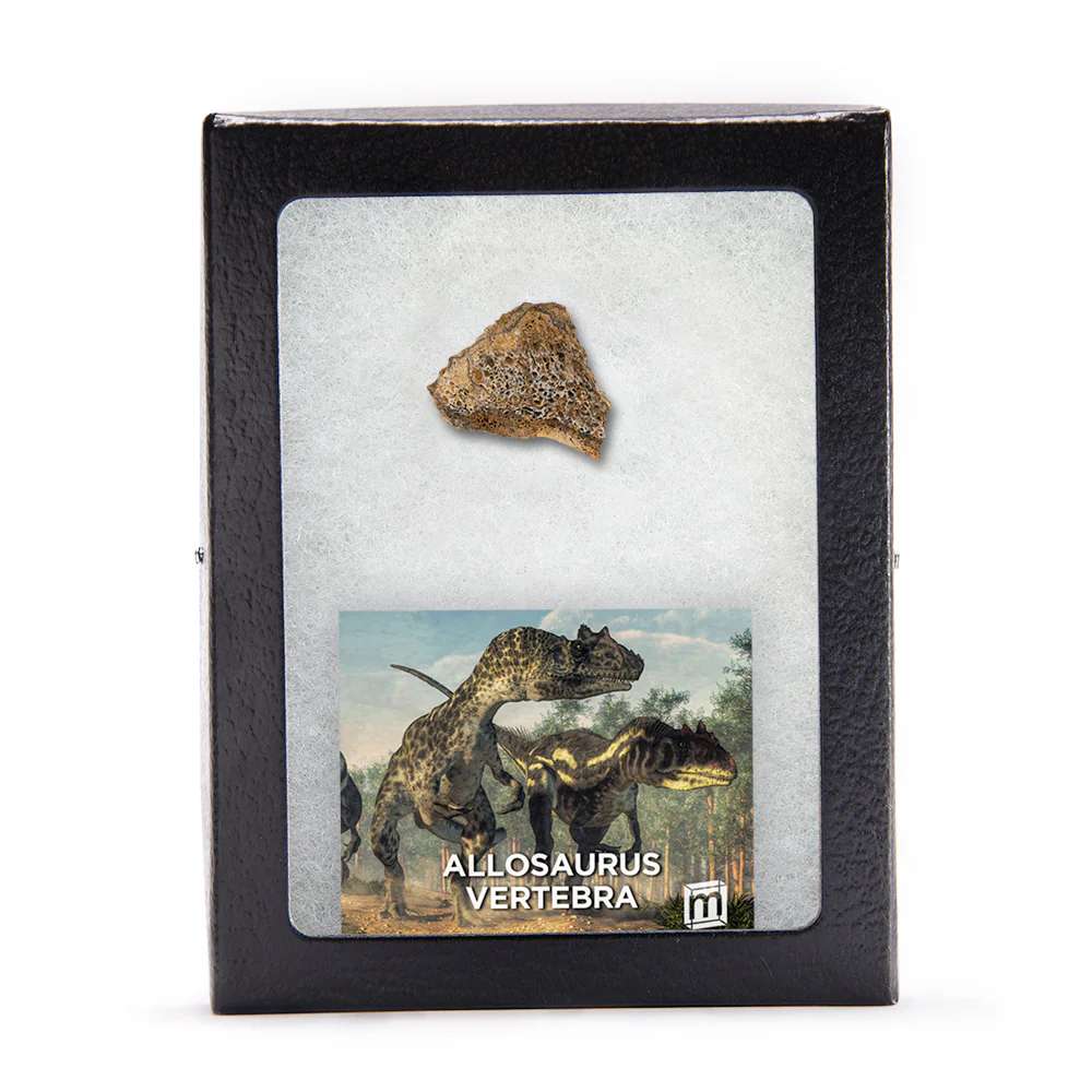 Allosaurus Vertebra - Image 5