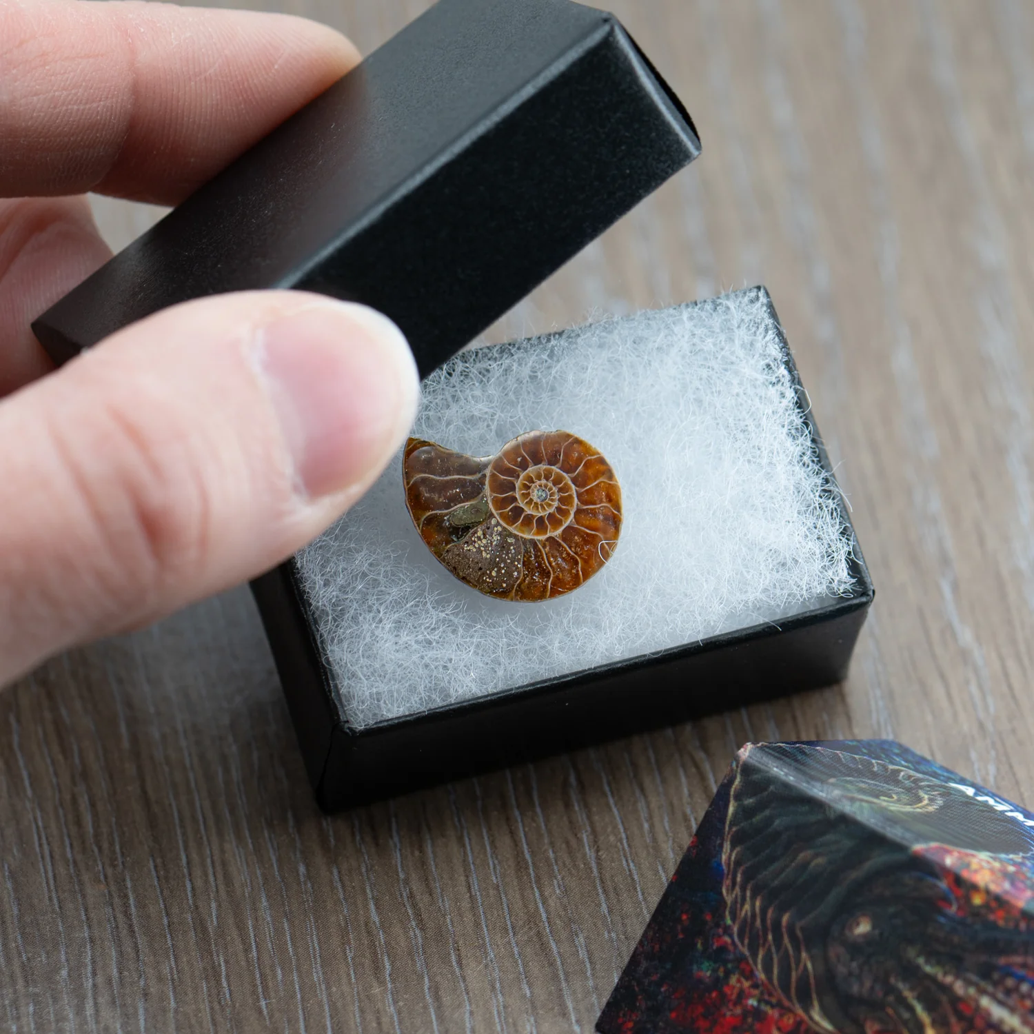 Amazing Ammonite Pocket Fossil - Image 3