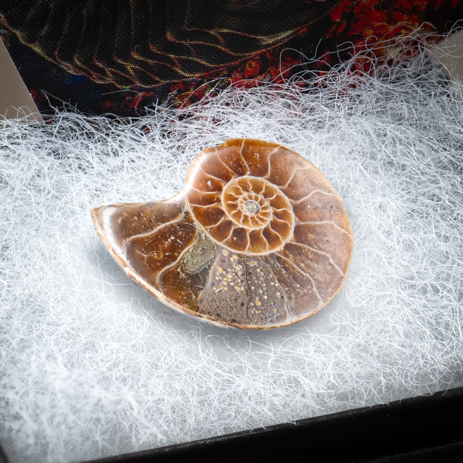 Amazing Ammonite Pocket Fossil - Image 4