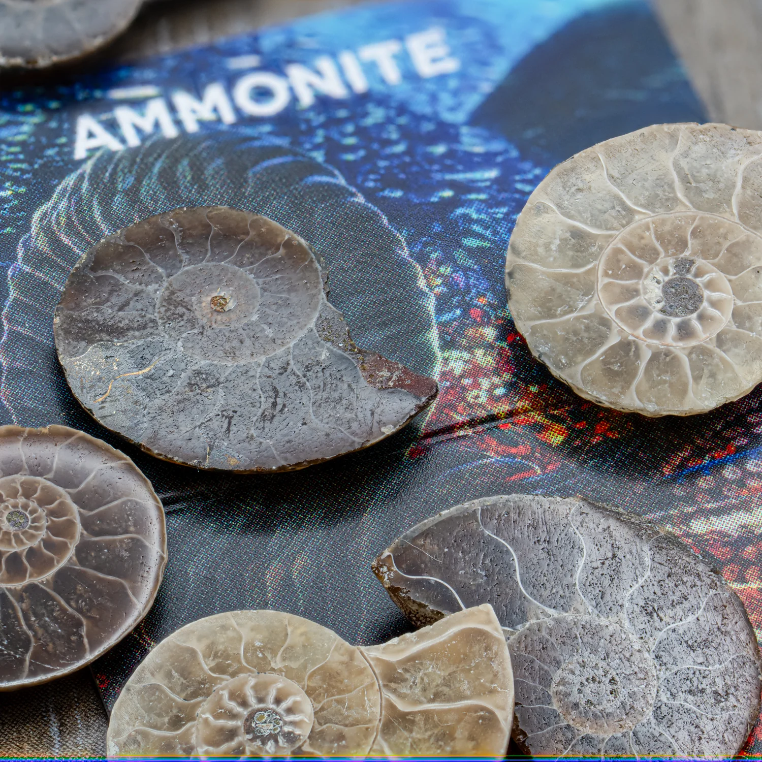 Amazing Ammonite Pocket Fossil - Image 5