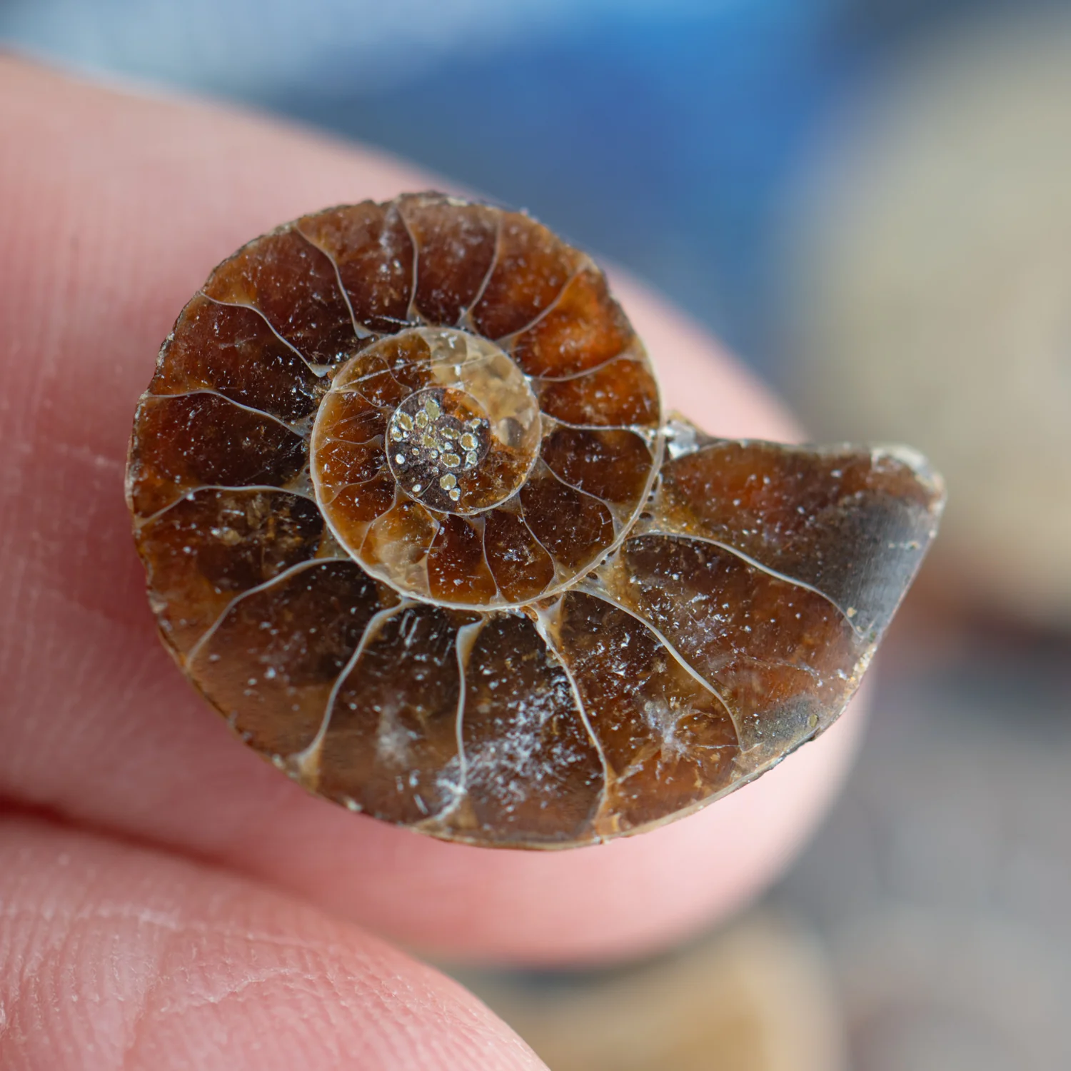 Amazing Ammonite Pocket Fossil - Image 6