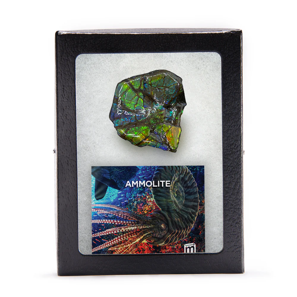 Rainbow Fossil Ammolite - Gem Quality Ammonite Fossil Fragment - Image 12
