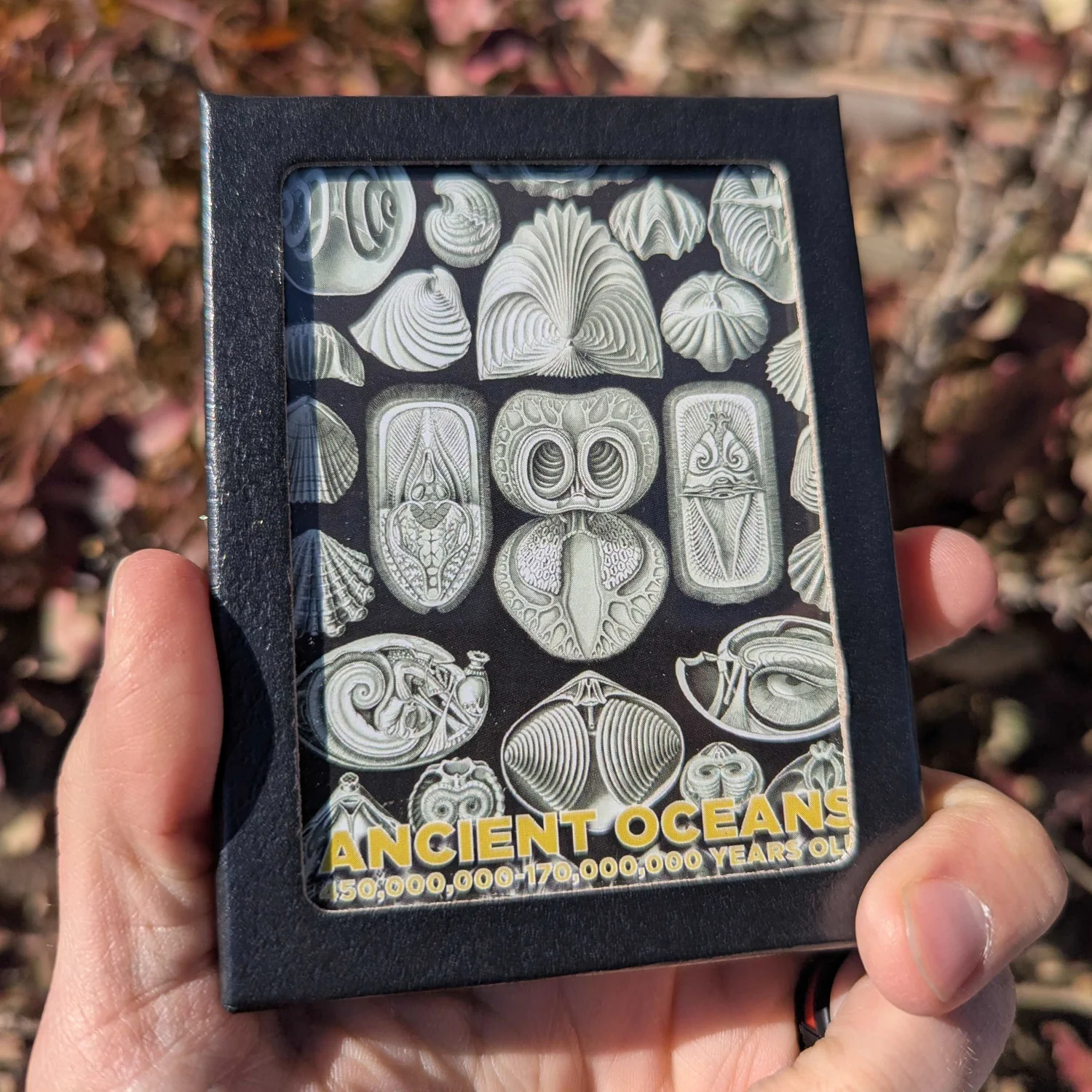 Ancient Oceans - 4-in-1 Fossil Specimen Collection - Image 11