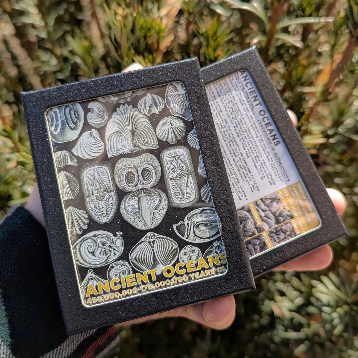 Ancient Oceans - 4-in-1 Fossil Specimen Collection - Image 12