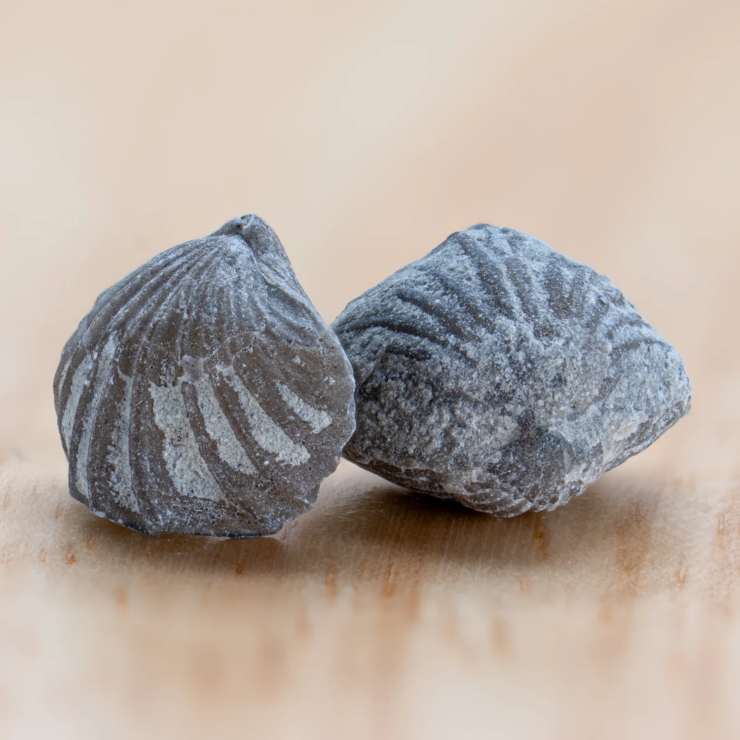 Ancient Oceans - 4-in-1 Fossil Specimen Collection - Image 13