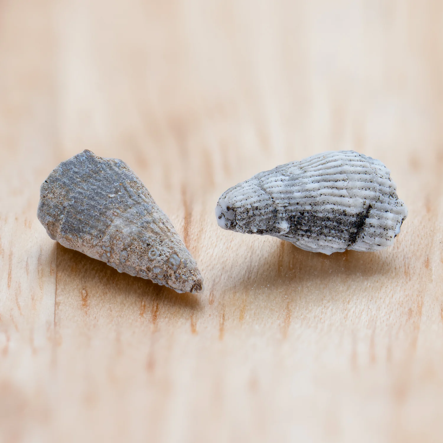 Ancient Oceans - 4-in-1 Fossil Specimen Collection - Image 3