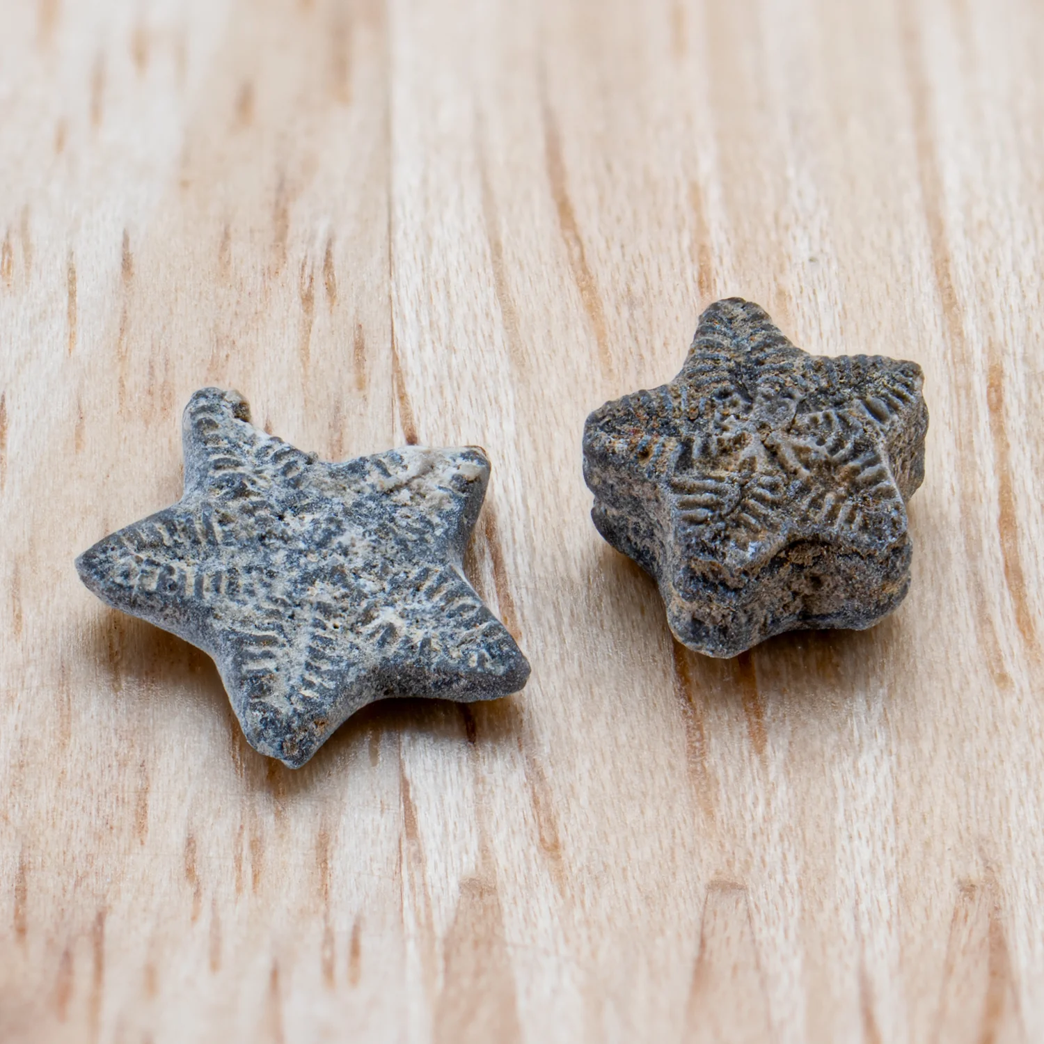 Ancient Oceans - 4-in-1 Fossil Specimen Collection - Image 4