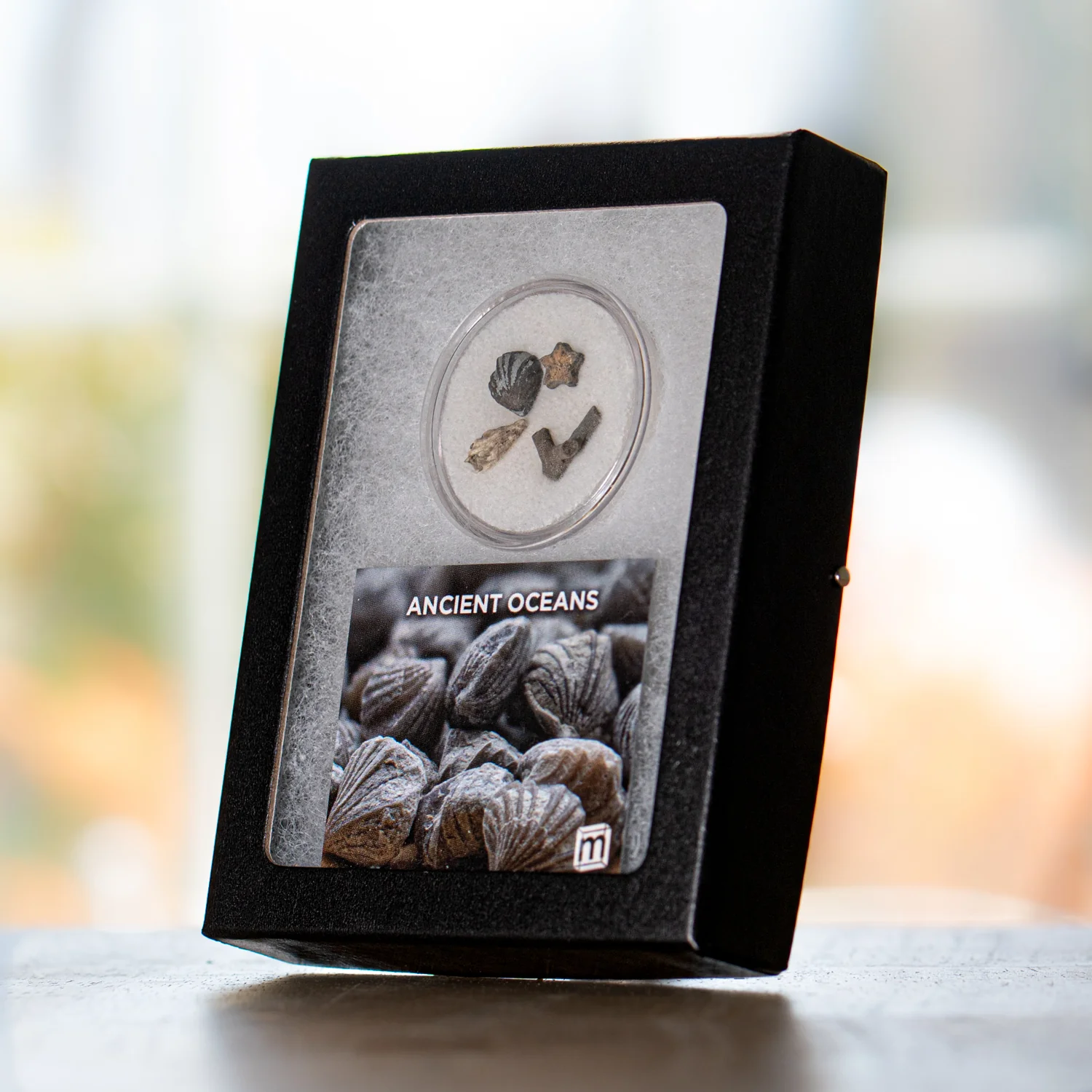 Ancient Oceans - 4-in-1 Fossil Specimen Collection - Image 5