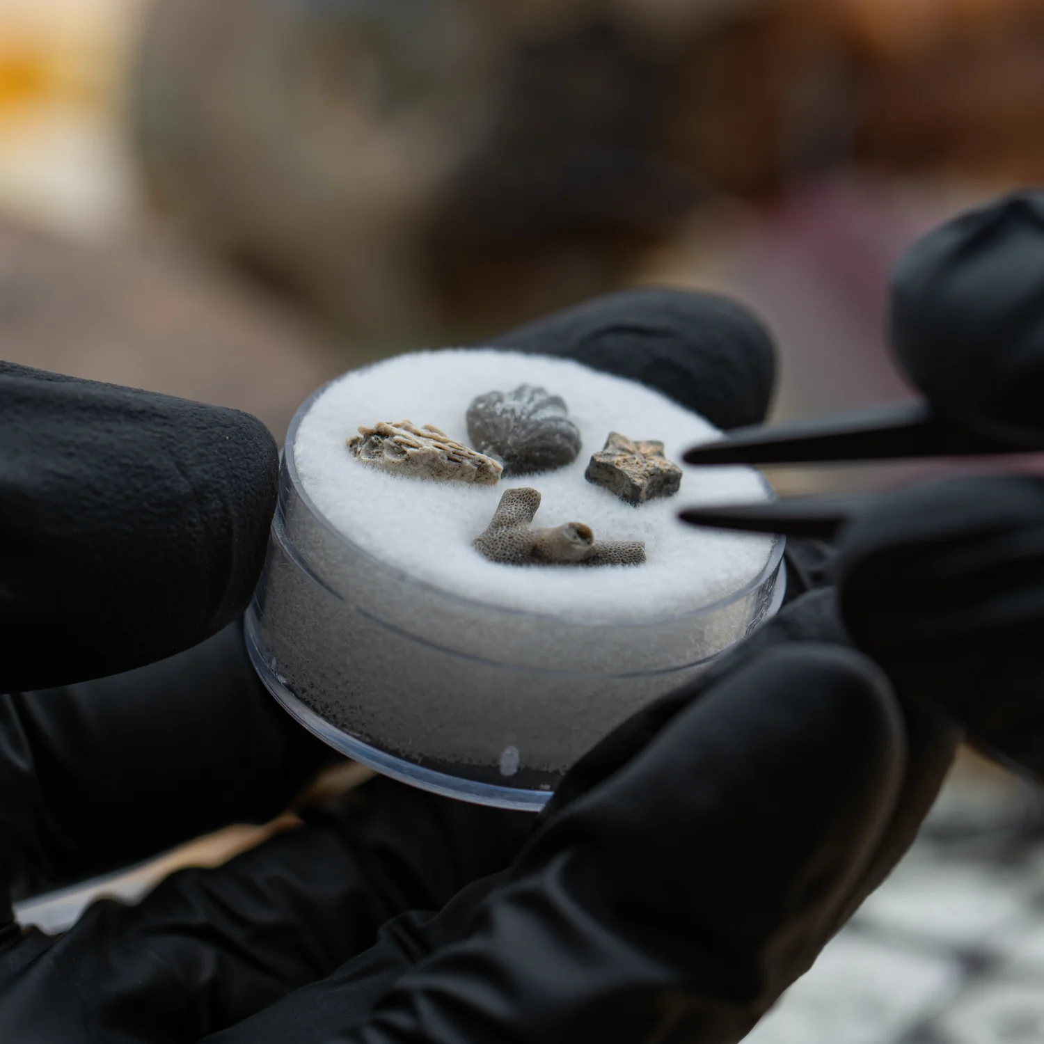 Ancient Oceans - 4-in-1 Fossil Specimen Collection - Image 7