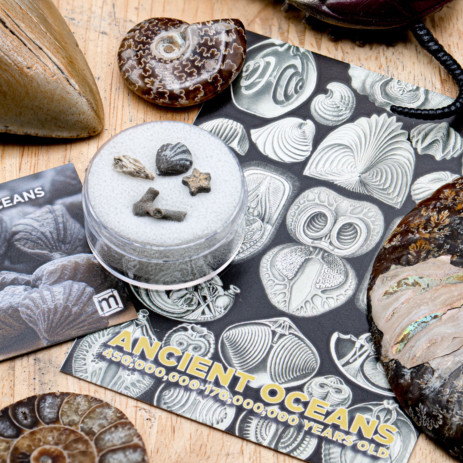 Ancient Oceans - 4-in-1 Fossil Specimen Collection - Image 8