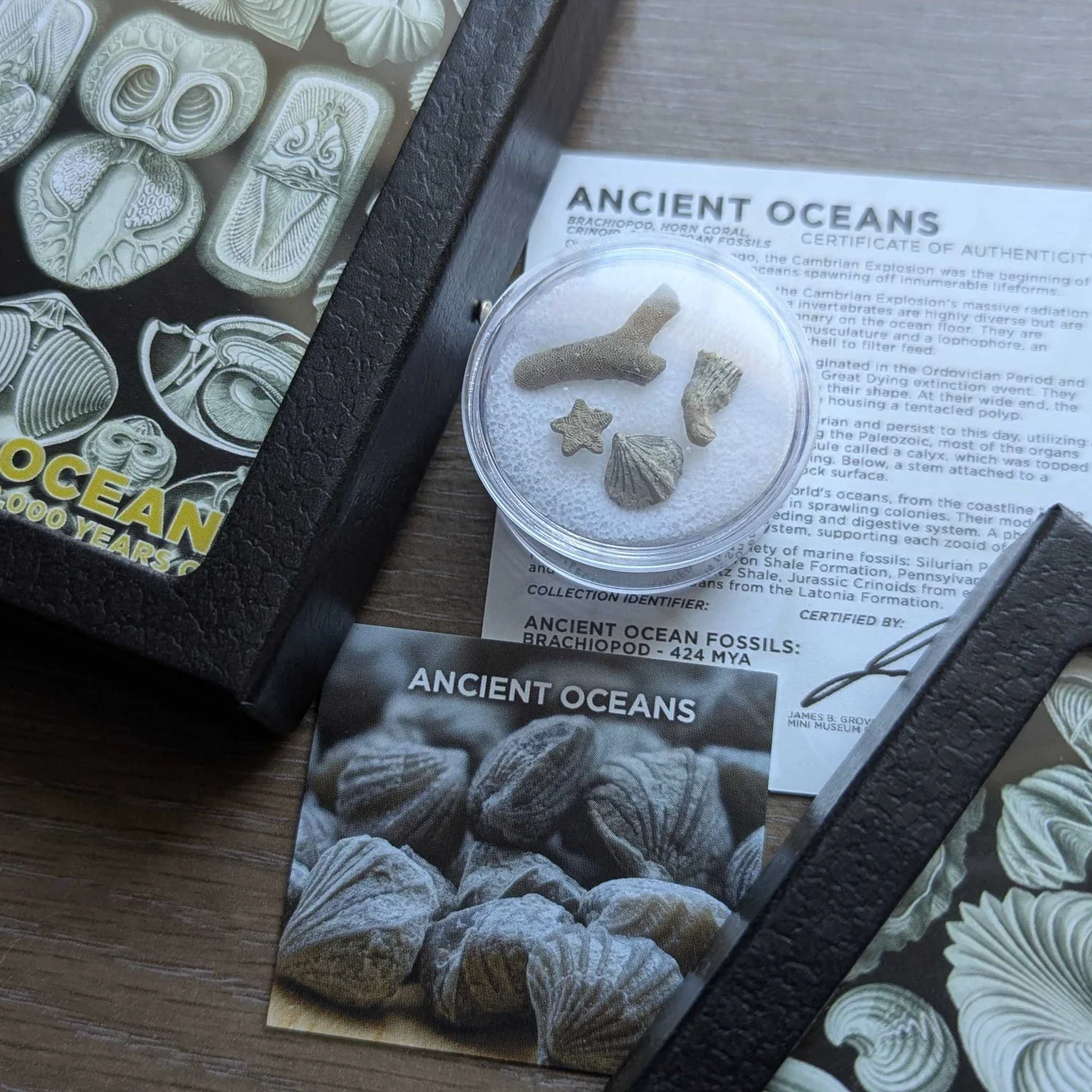 Ancient Oceans - 4-in-1 Fossil Specimen Collection - Image 9