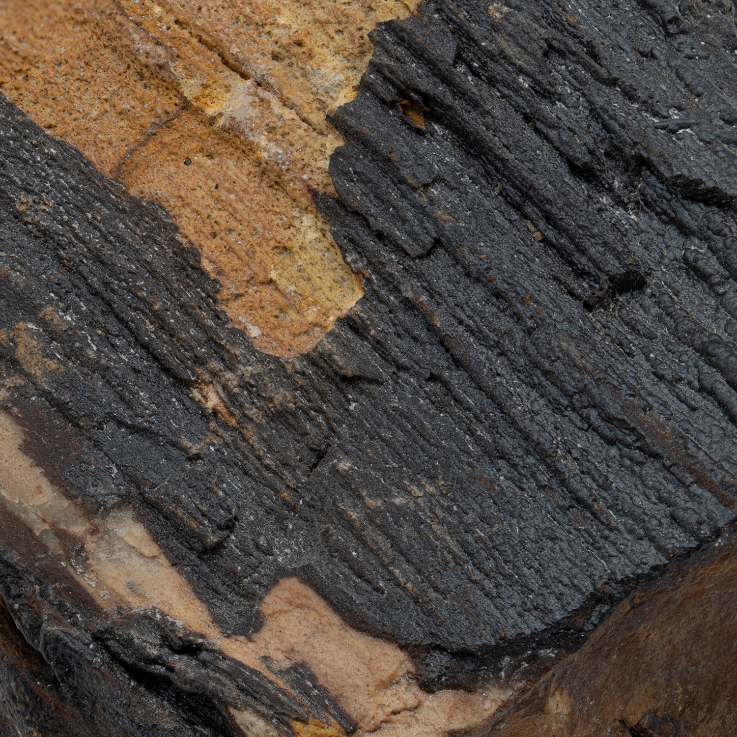 Antarctic Palm - Image 4