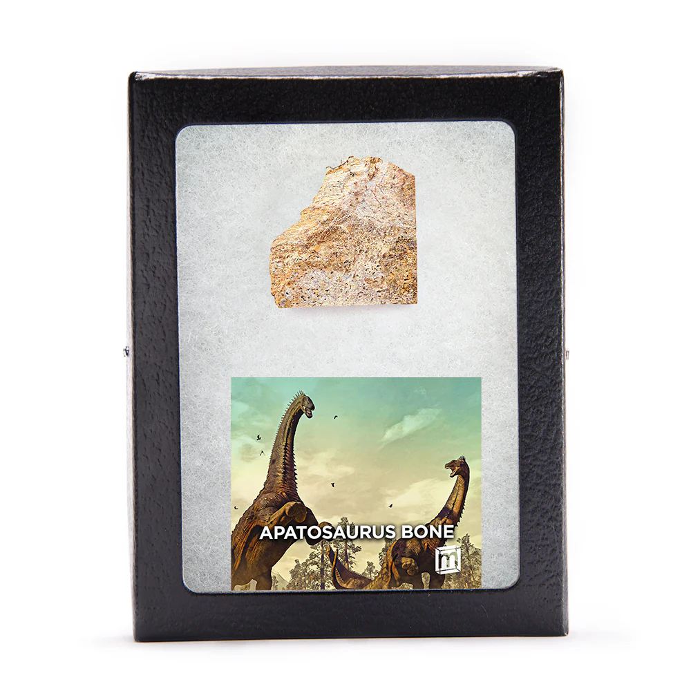 Apatosaurus Bone - Classic Riker Display Case Fragment - Image 3