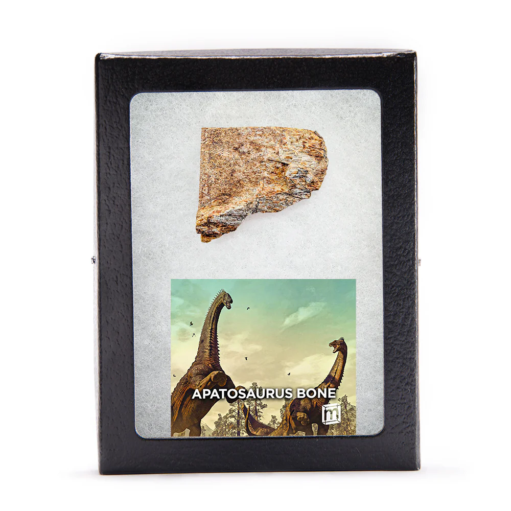 Apatosaurus Bone - Classic Riker Display Case Fragment - Image 5