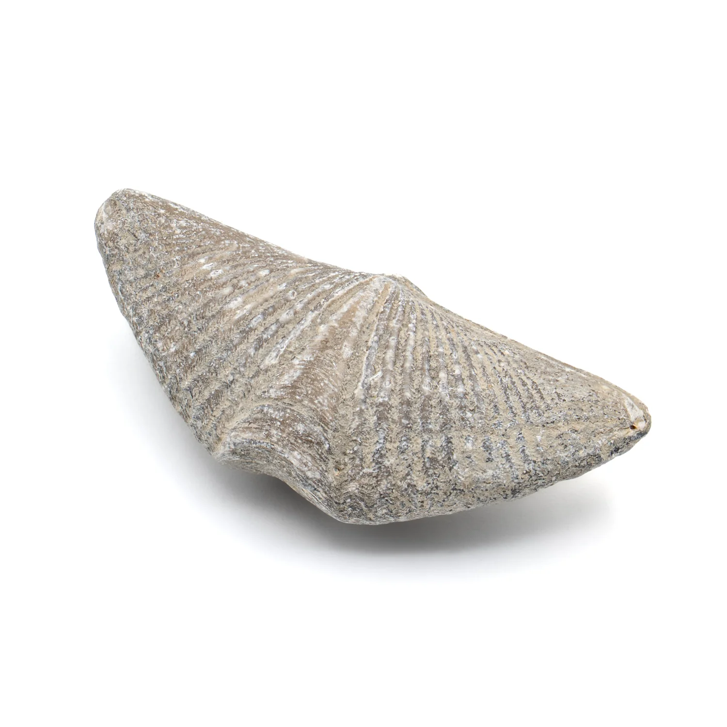 Aquatic Adventures Mini Museum Mystery Box - Series #1 - Ocean Fossils - Image 10