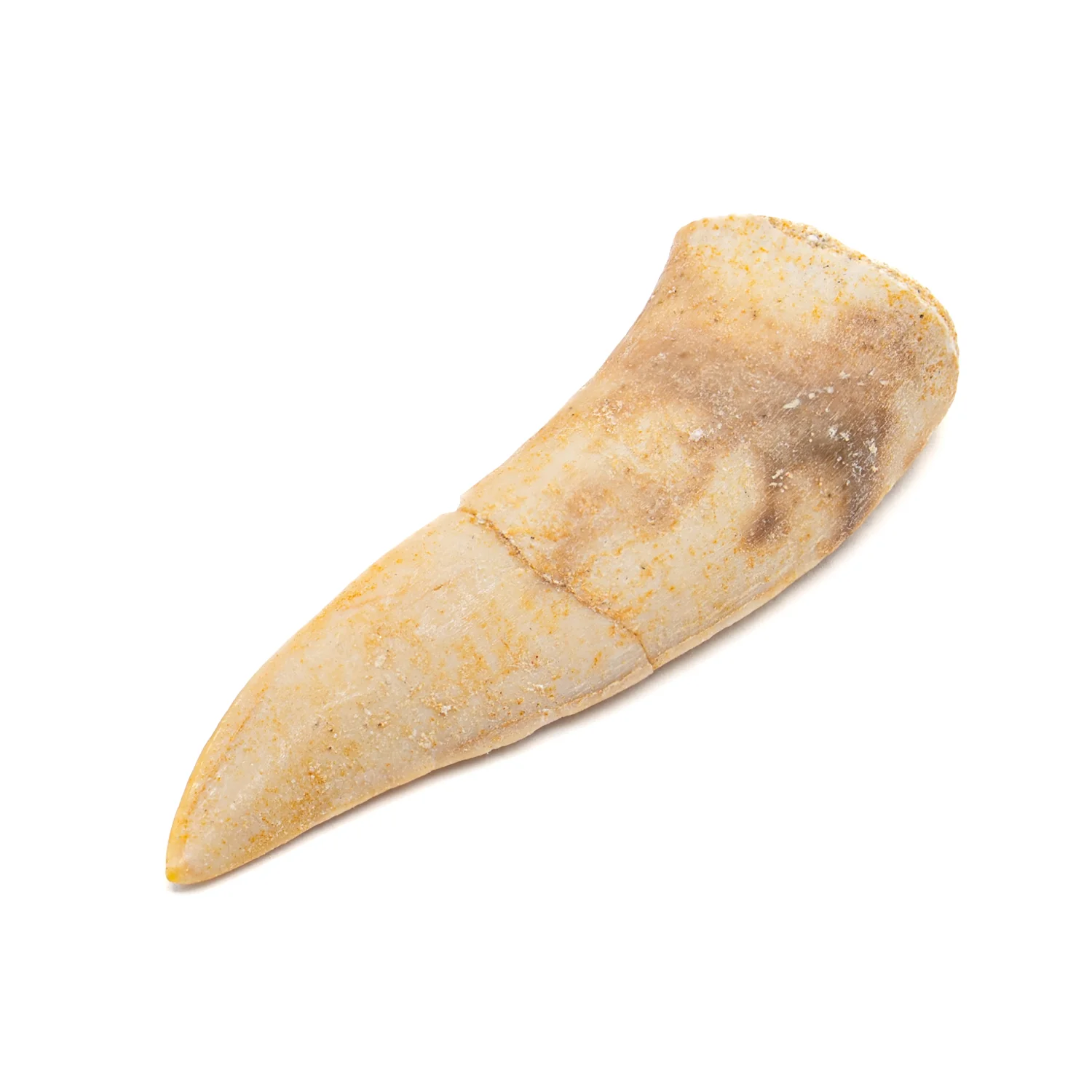 Aquatic Adventures Mini Museum Mystery Box - Series #1 - Ocean Fossils - Image 11