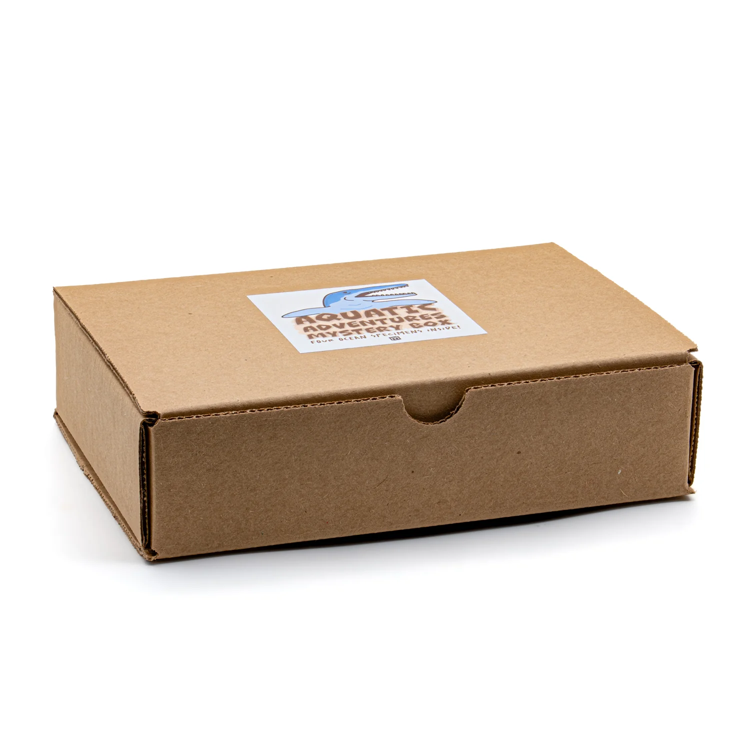 Aquatic Adventures Mini Museum Mystery Box - Series #1 - Ocean Fossils - Image 2