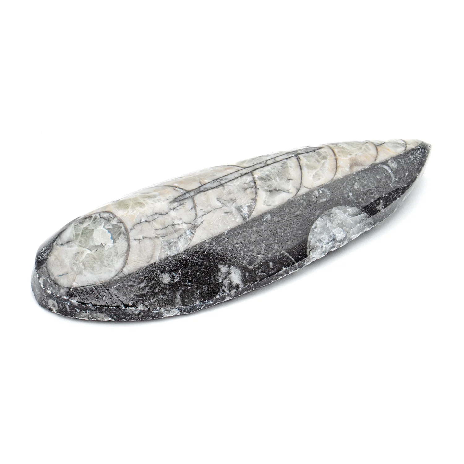 Aquatic Adventures Mini Museum Mystery Box - Series #1 - Ocean Fossils - Image 4