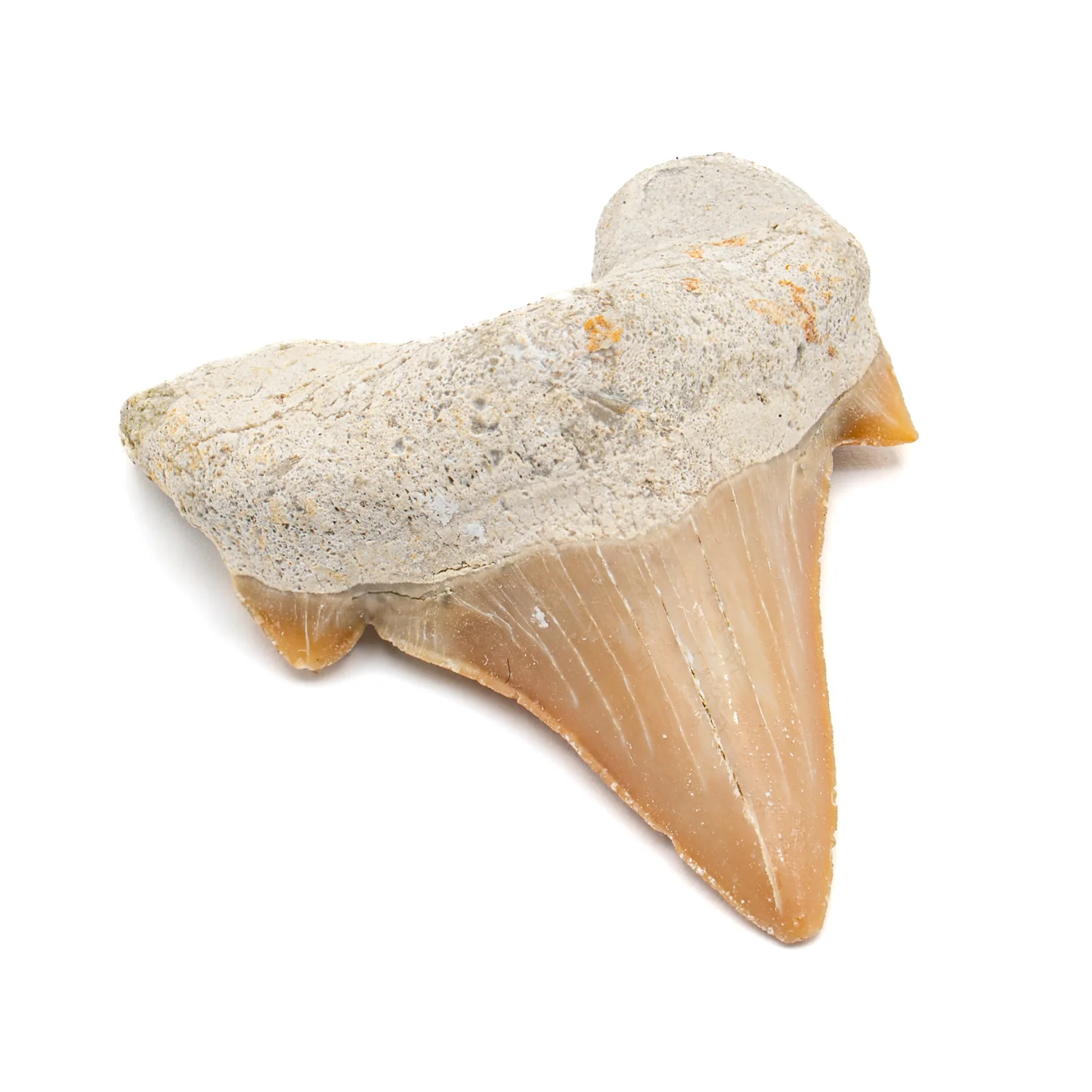 Aquatic Adventures Mini Museum Mystery Box - Series #1 - Ocean Fossils - Image 5
