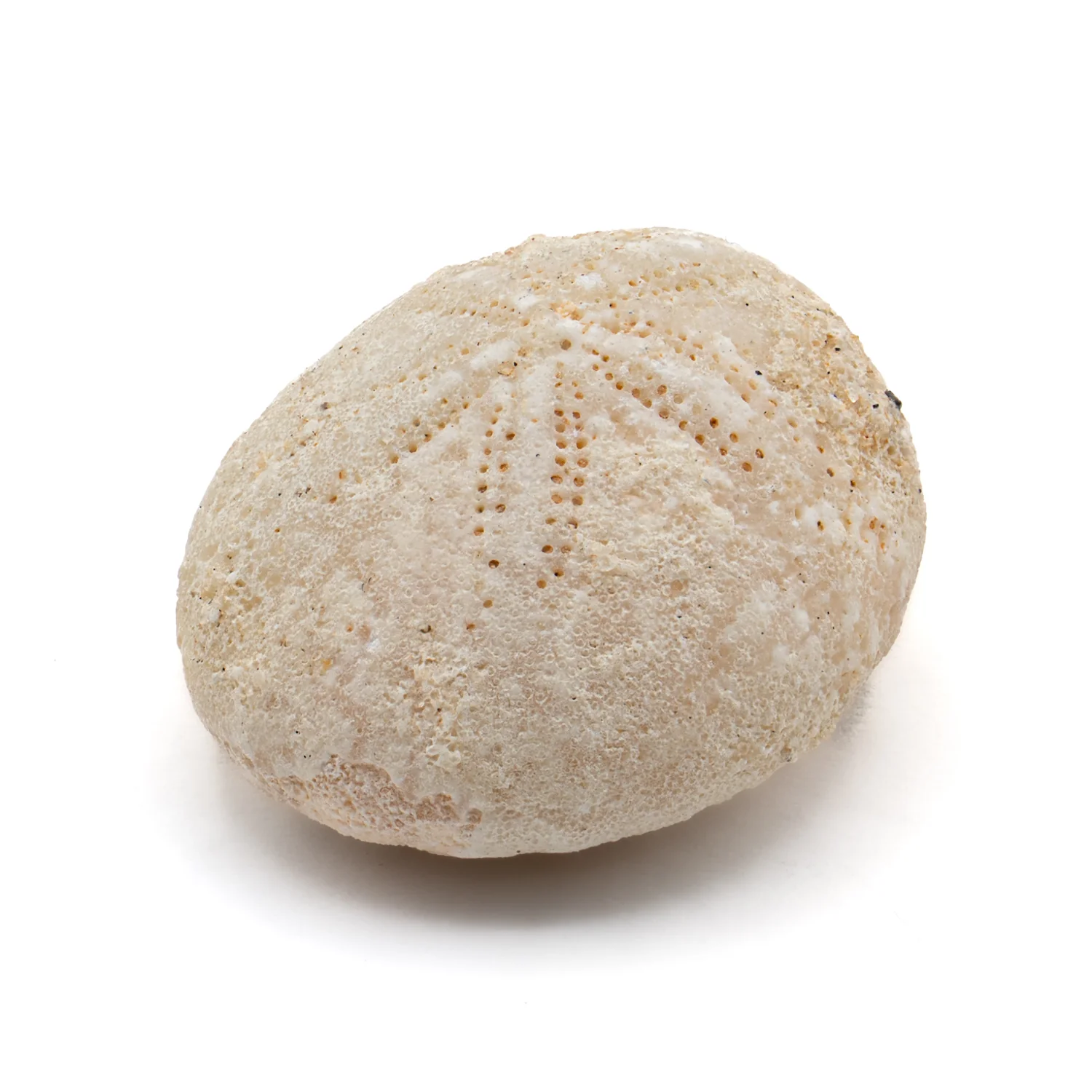 Aquatic Adventures Mini Museum Mystery Box - Series #1 - Ocean Fossils - Image 6