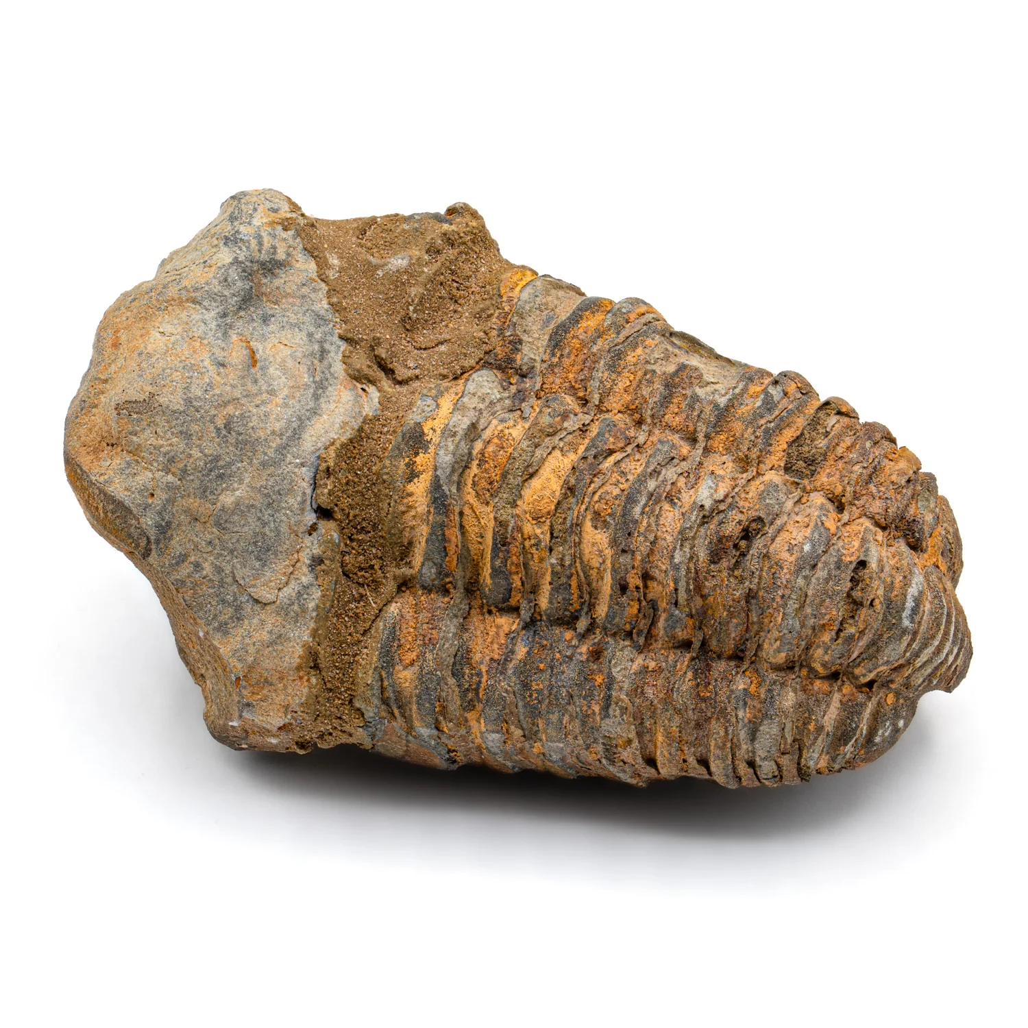 Aquatic Adventures Mini Museum Mystery Box - Series #1 - Ocean Fossils - Image 7