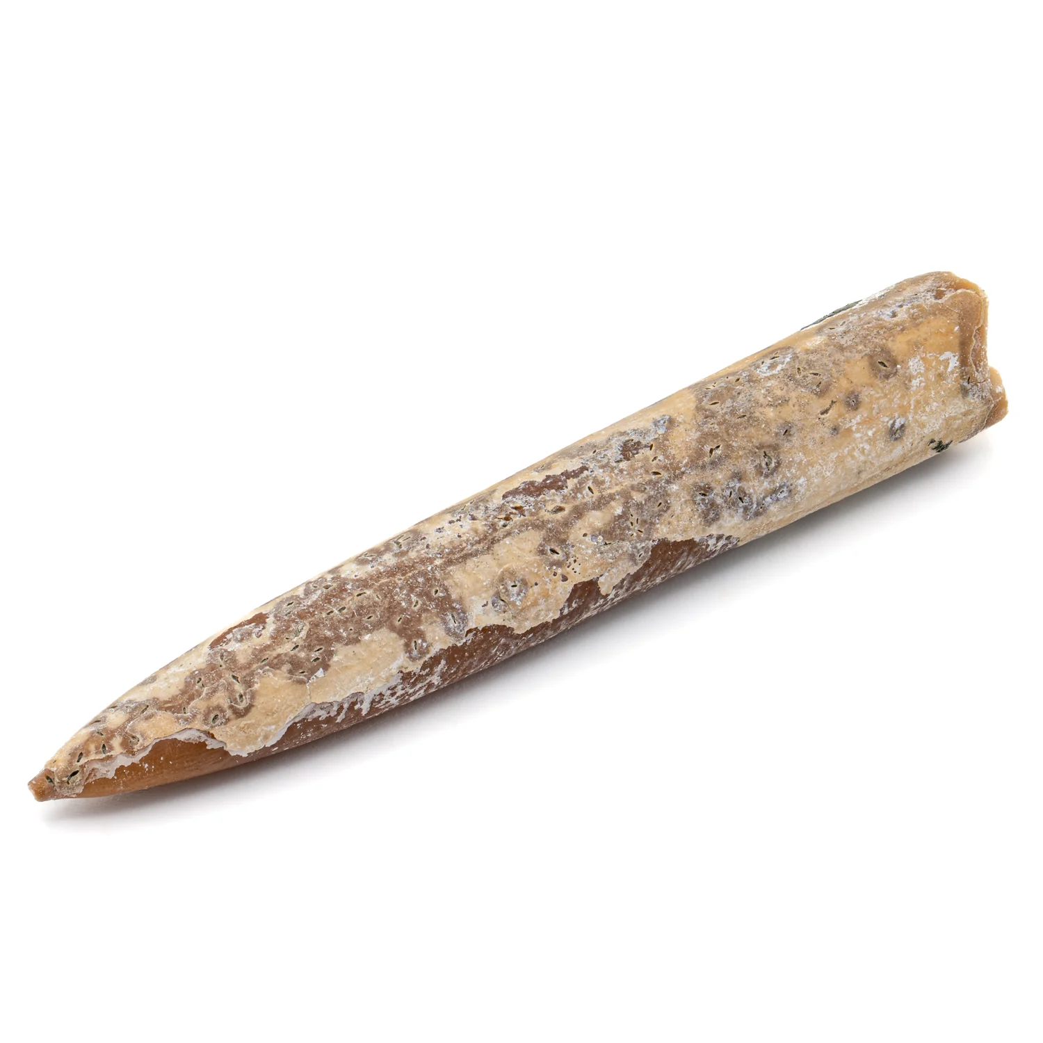 Aquatic Adventures Mini Museum Mystery Box - Series #1 - Ocean Fossils - Image 8