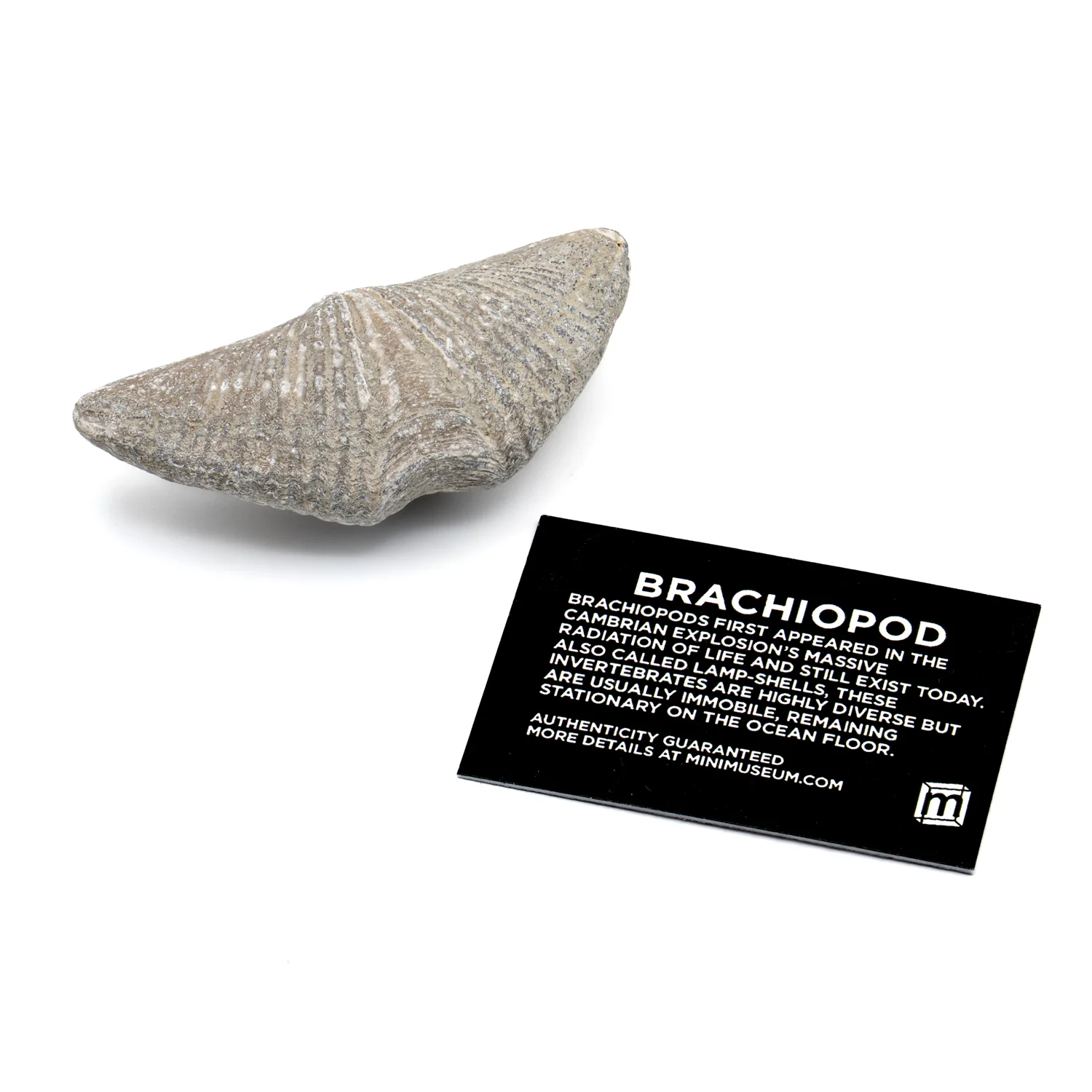 Aquatic Adventures Mini Museum Mystery Box - Series #1 - Ocean Fossils - Image 9