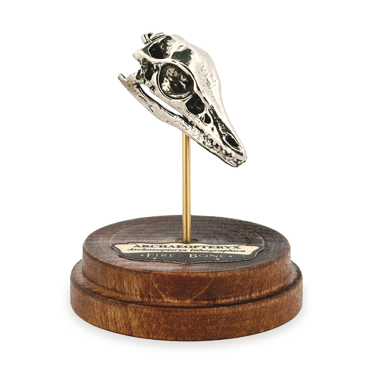 Archaeopteryx Skull Pendant - Image 4