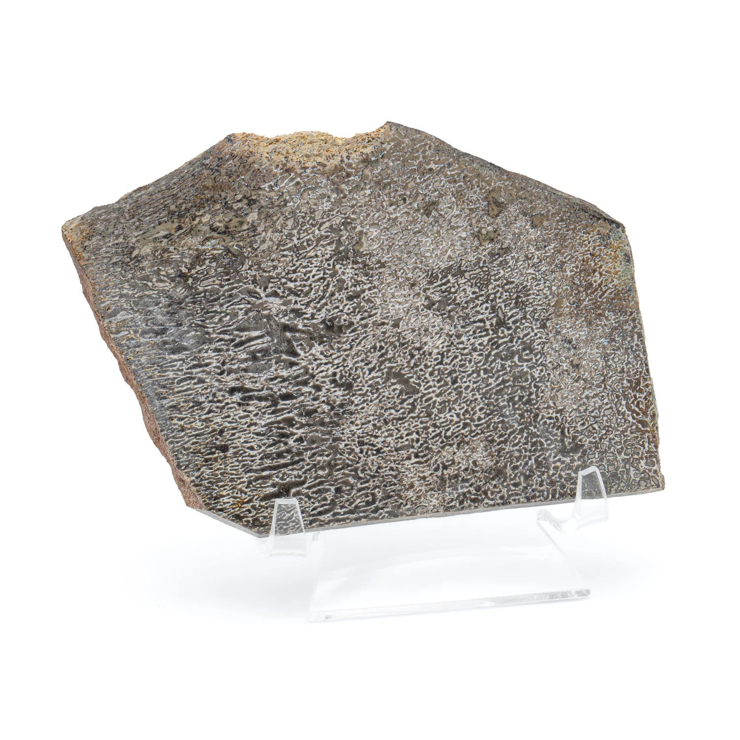 Atlasaurus Bone - SOLD 4.76" Polished Slab with Stand