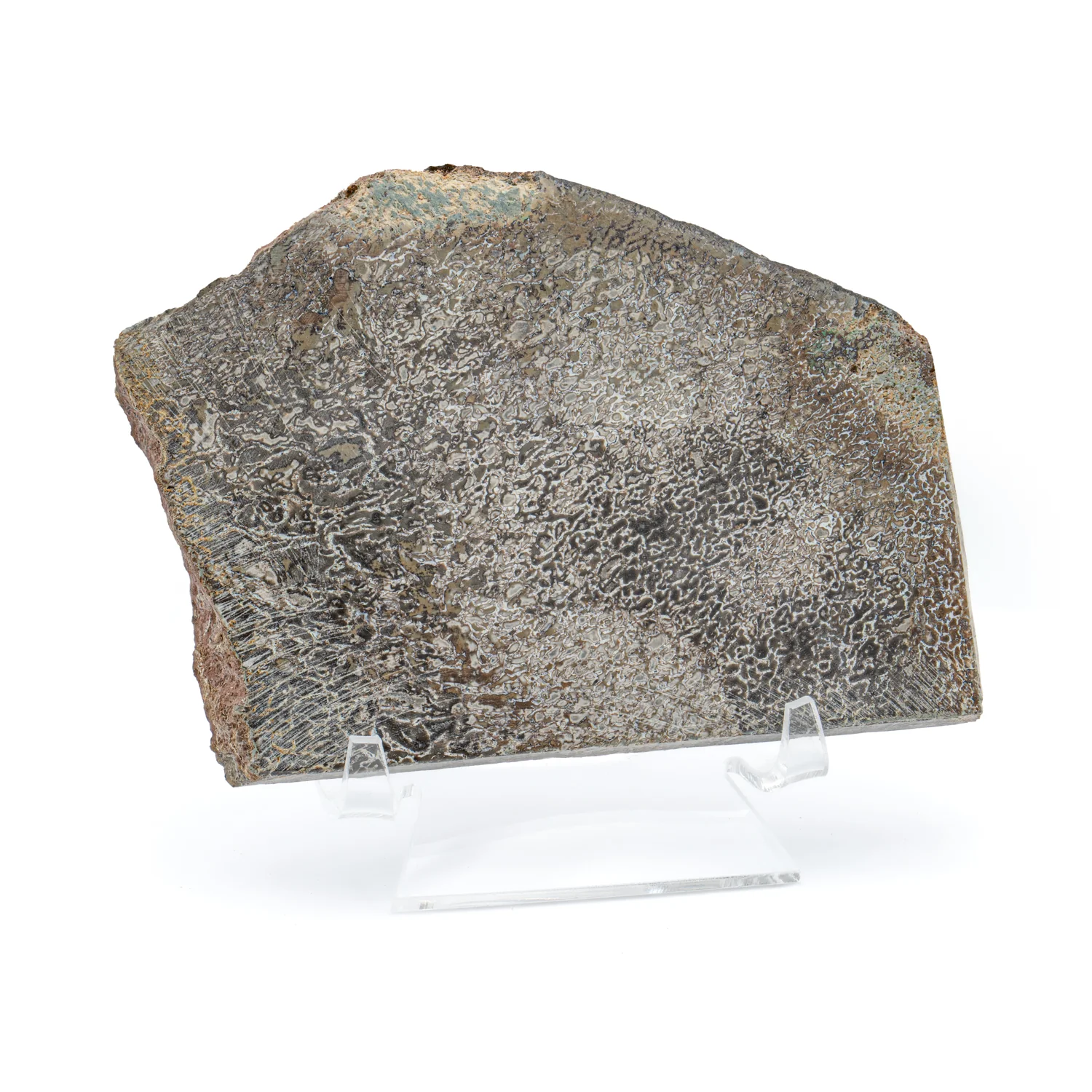 Atlasaurus Bone - SOLD 4.83" Polished Slab with Stand