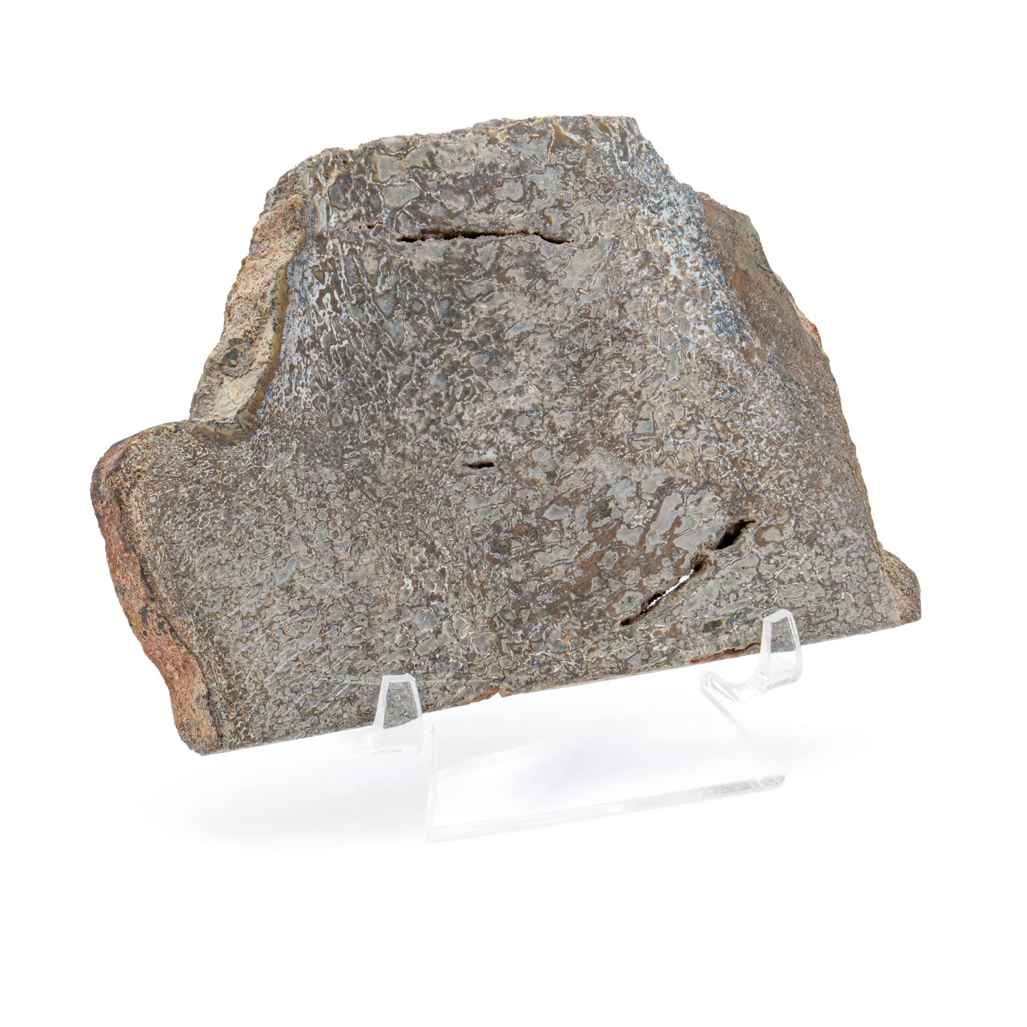 Atlasaurus Bone - SOLD 4.92" Polished Slab with Stand