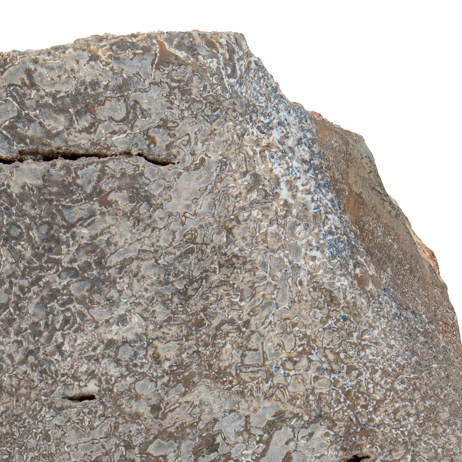 Atlasaurus Bone - SOLD 4.92" Polished Slab with Stand - Image 2