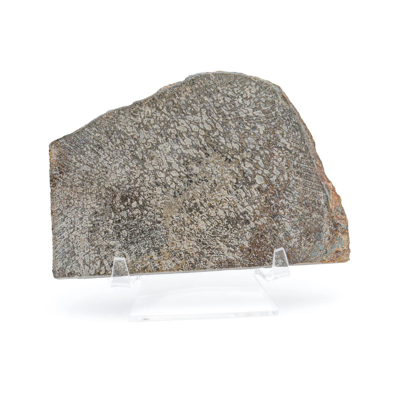 Atlasaurus Bone - SOLD 4.66" Polished Slab with Stand