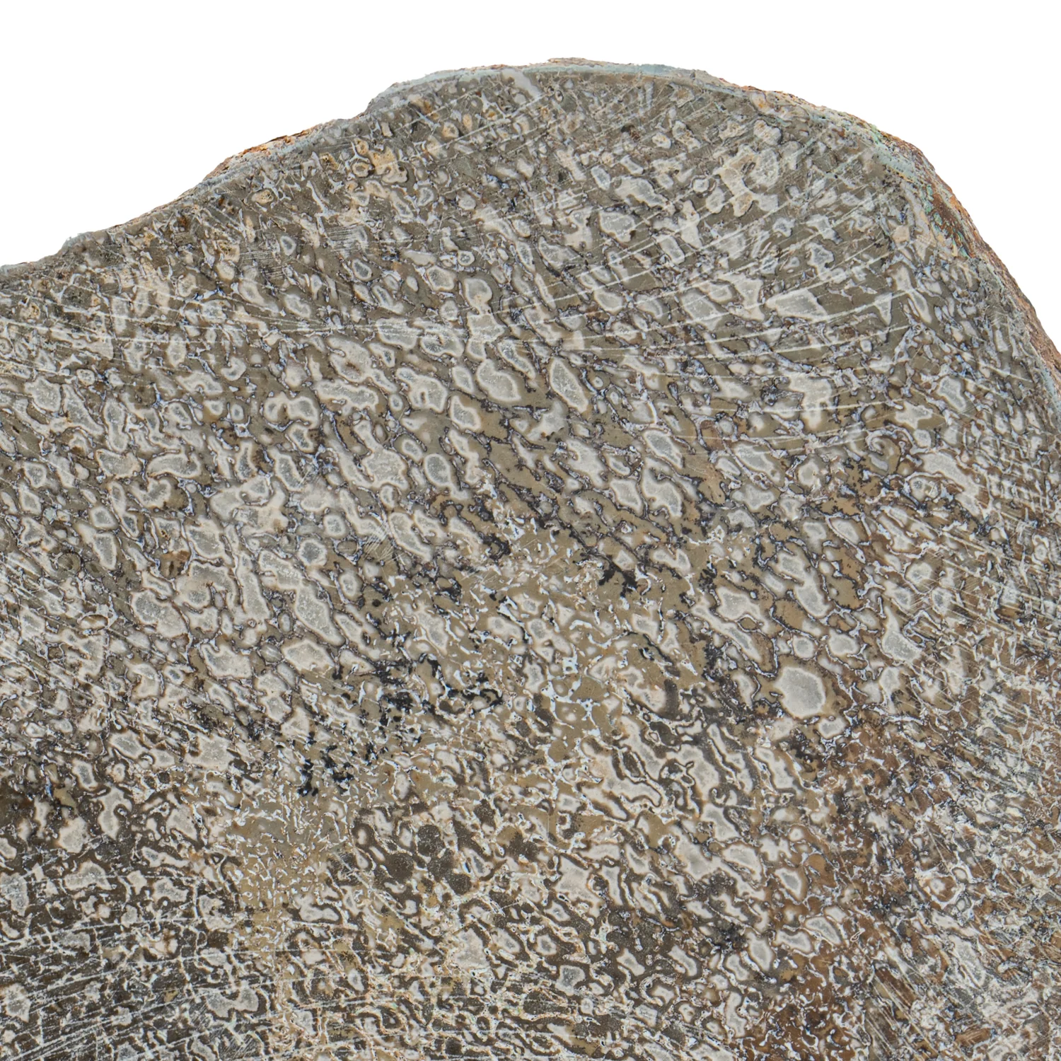 Atlasaurus Bone - SOLD 4.66" Polished Slab with Stand - Image 2