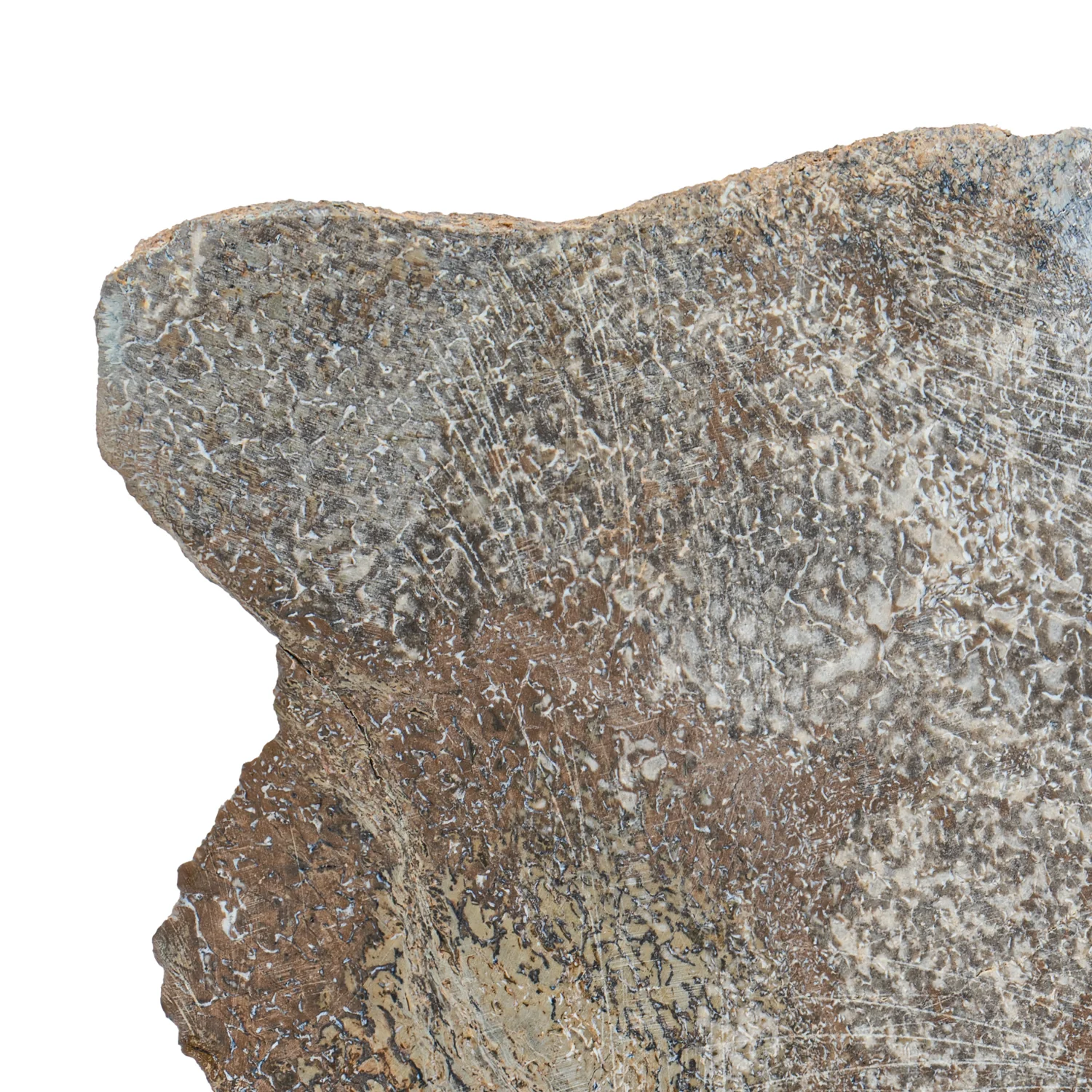 Atlasaurus Bone - SOLD 5.29" Polished Slab with Stand - Image 2