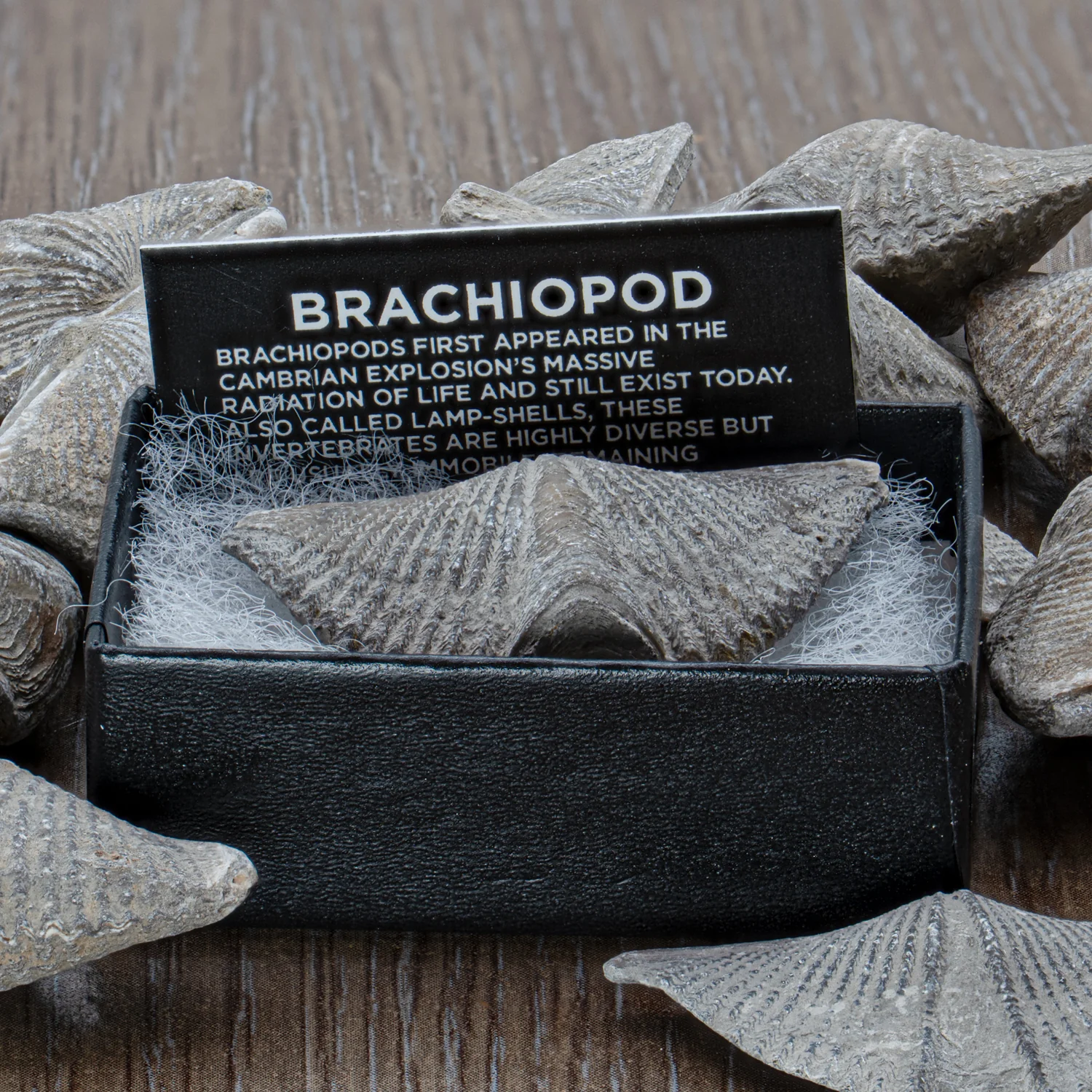 Brachiopod - Pocket Fossil - Image 2