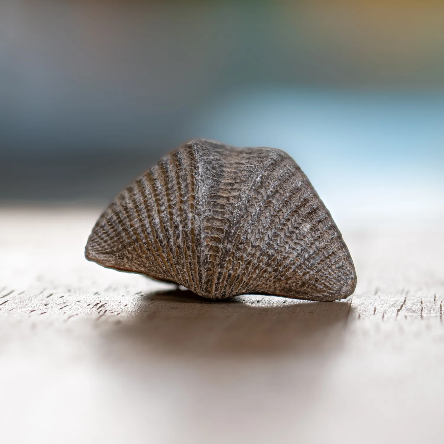 Brachiopod - Pocket Fossil - Image 3