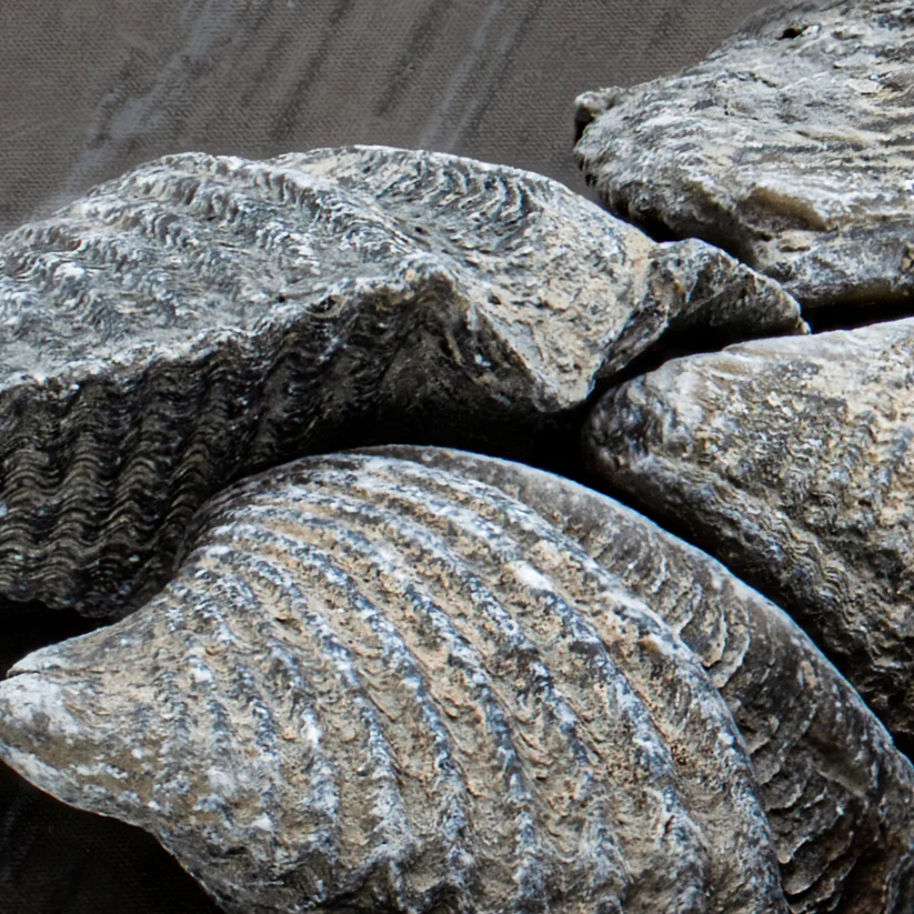 Brachiopod - Pocket Fossil - Image 4