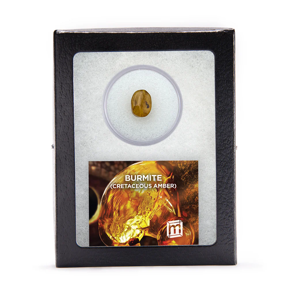 Burmite Cretaceous Amber - Image 4