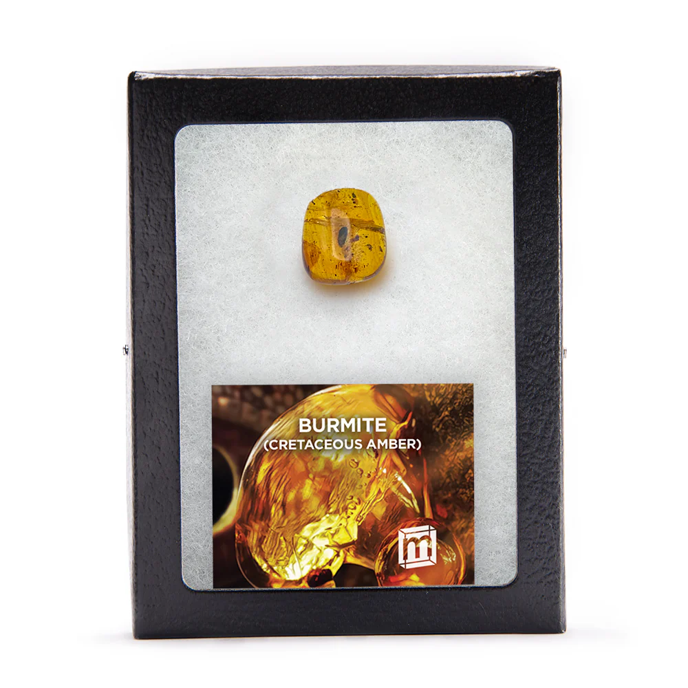 Burmite Cretaceous Amber - Image 7
