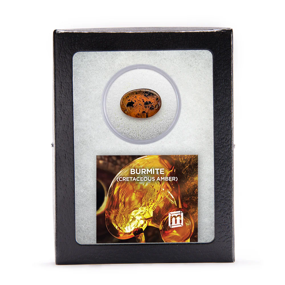 Burmite Cretaceous Amber - Image 9