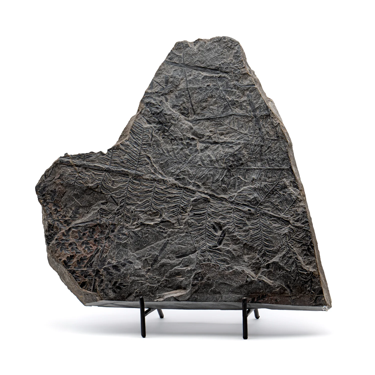 Carboniferous Fossil Plant - 11.52" Mariopteris