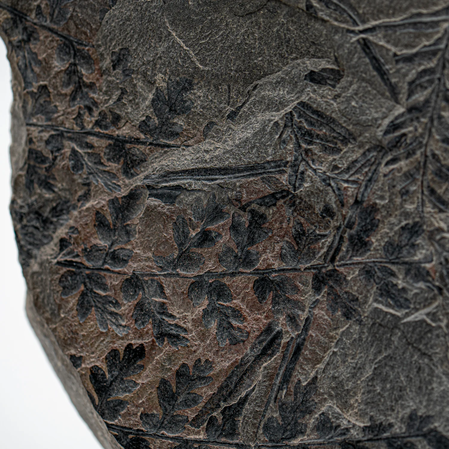 Carboniferous Fossil Plant - 11.52" Mariopteris - Image 2