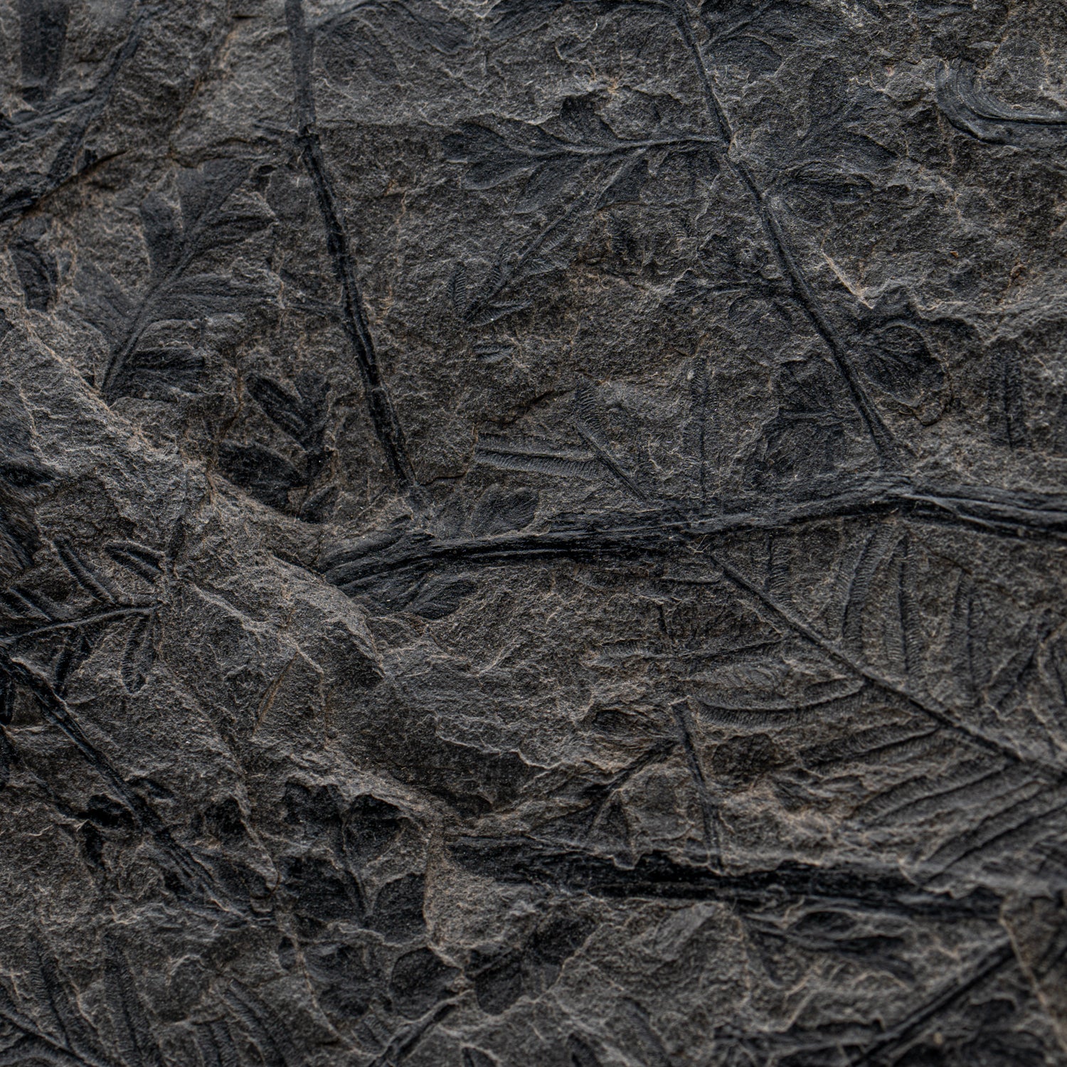 Carboniferous Fossil Plant - 11.52" Mariopteris - Image 3